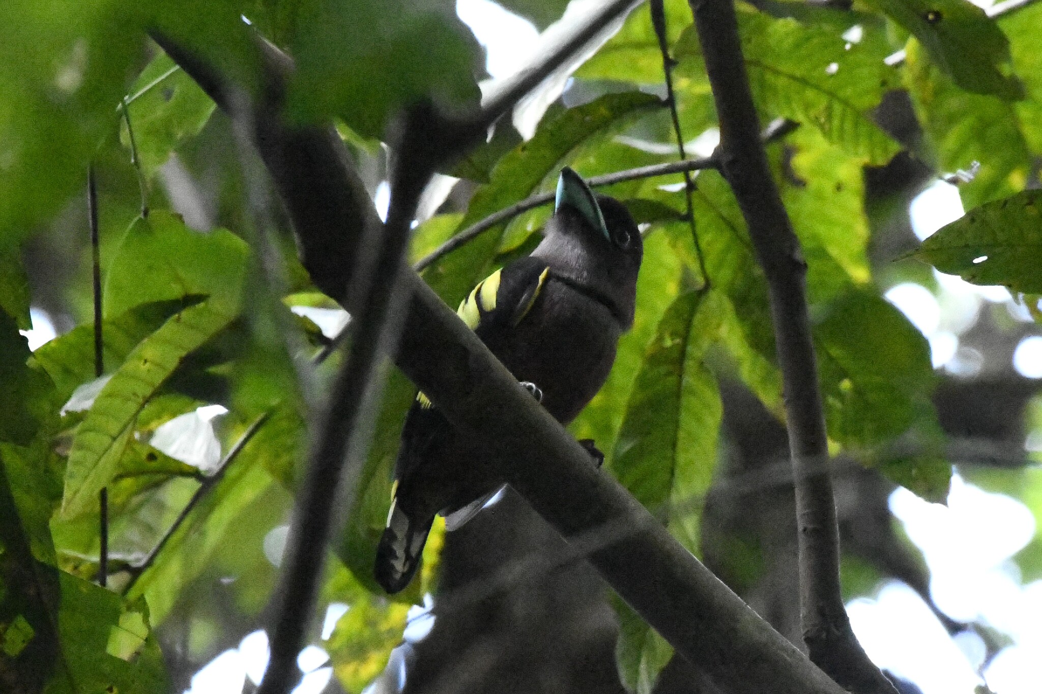 Banded Broadbill (Eurylaimus javanicus), photo 8