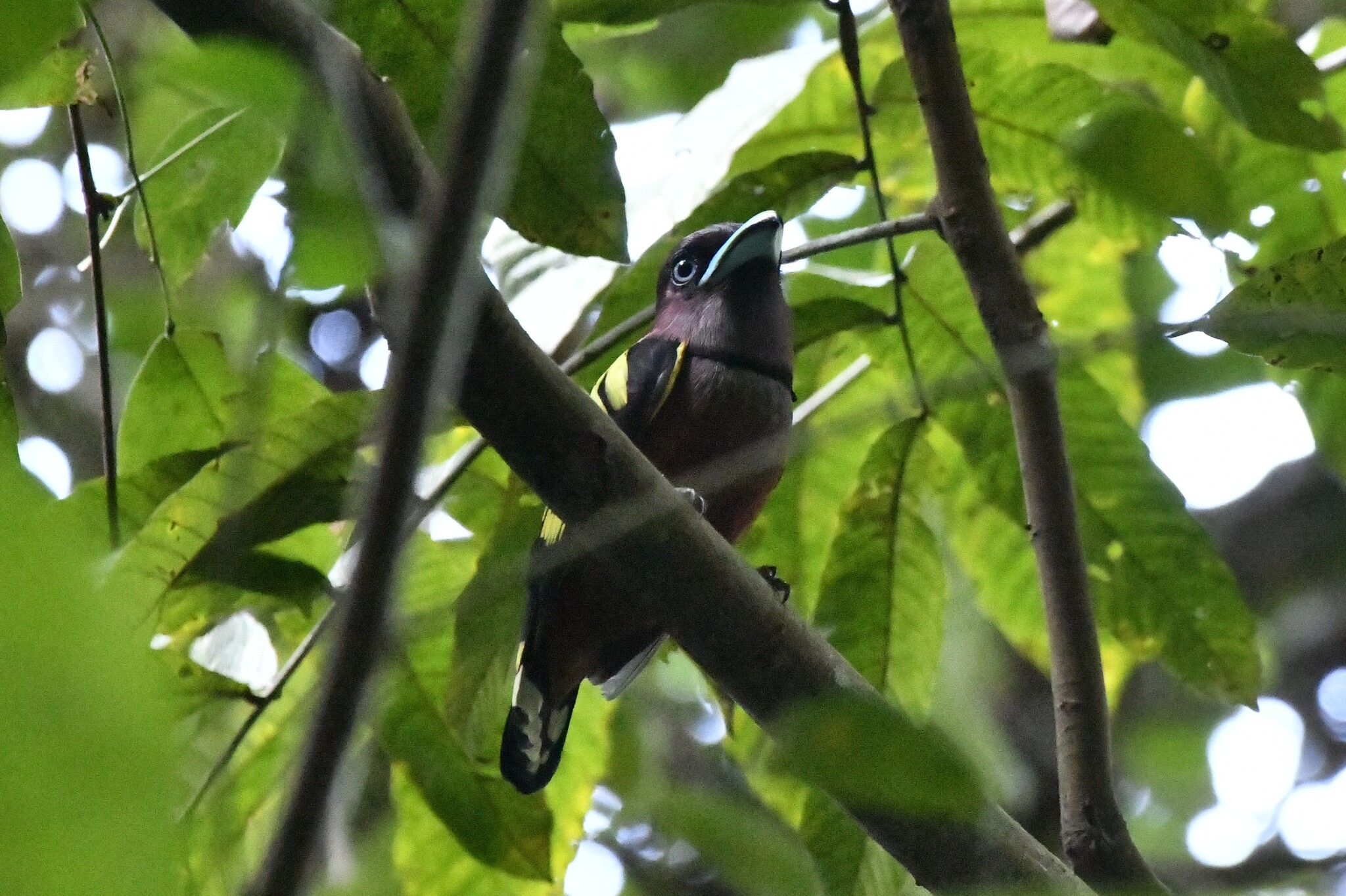 Banded Broadbill (Eurylaimus javanicus), photo 7
