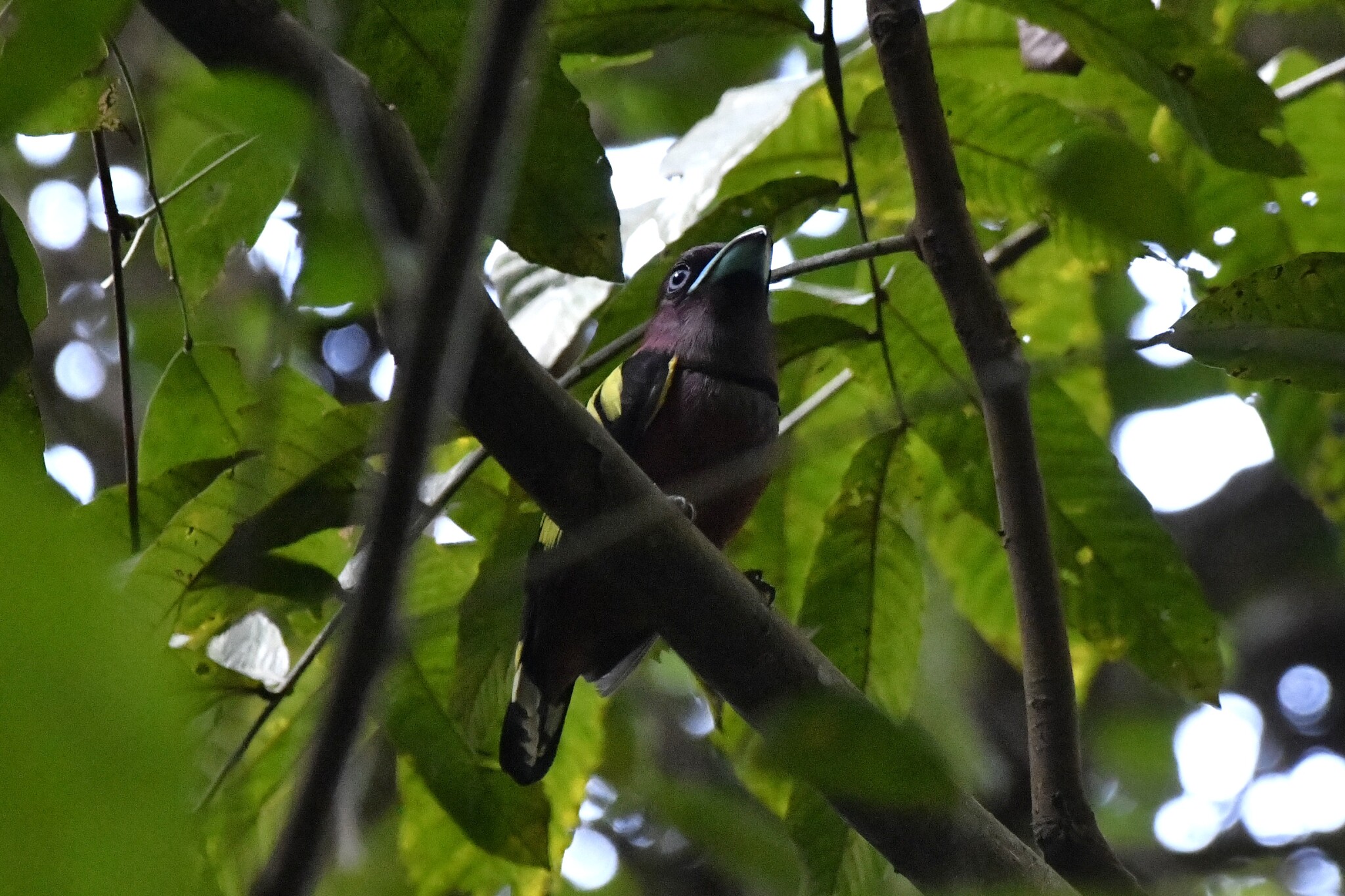 Banded Broadbill (Eurylaimus javanicus), photo 6