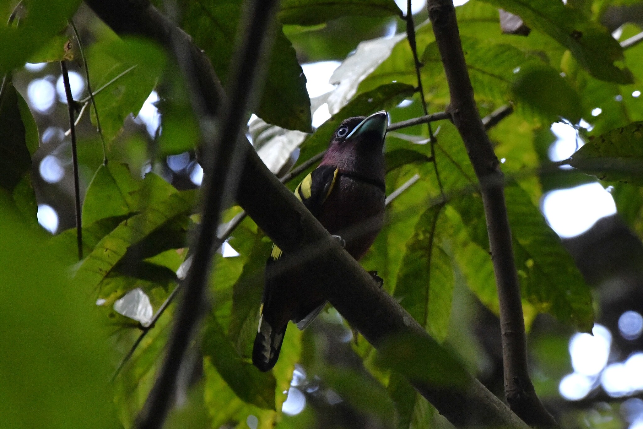 Banded Broadbill (Eurylaimus javanicus), photo 5