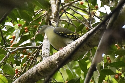 Thick-billed Green Pigeon (Treron curvirostra), photo 7