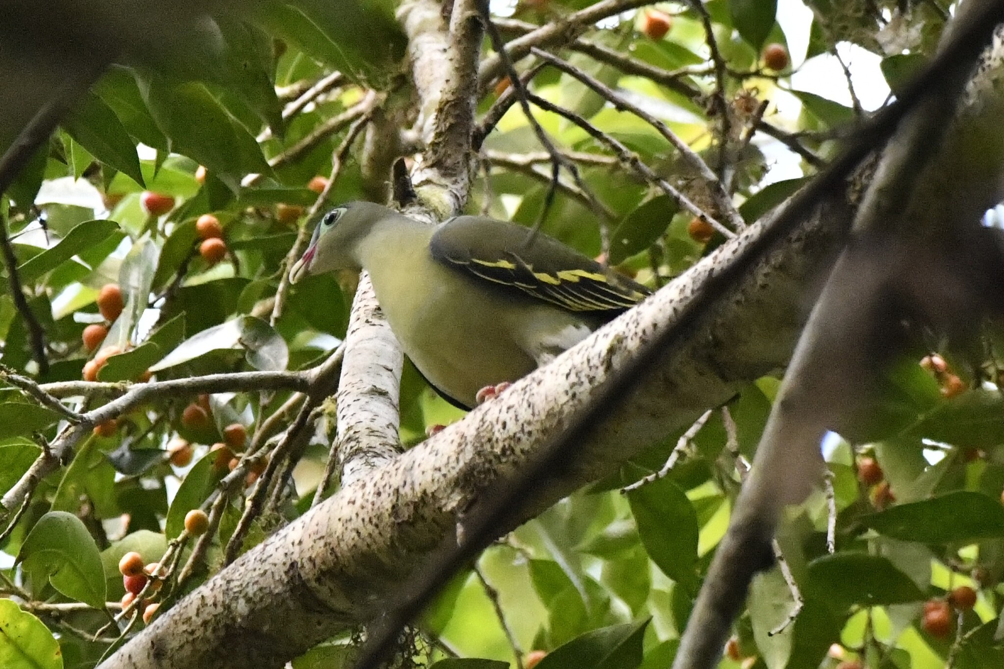 Thick-billed Green Pigeon (Treron curvirostra), photo 7