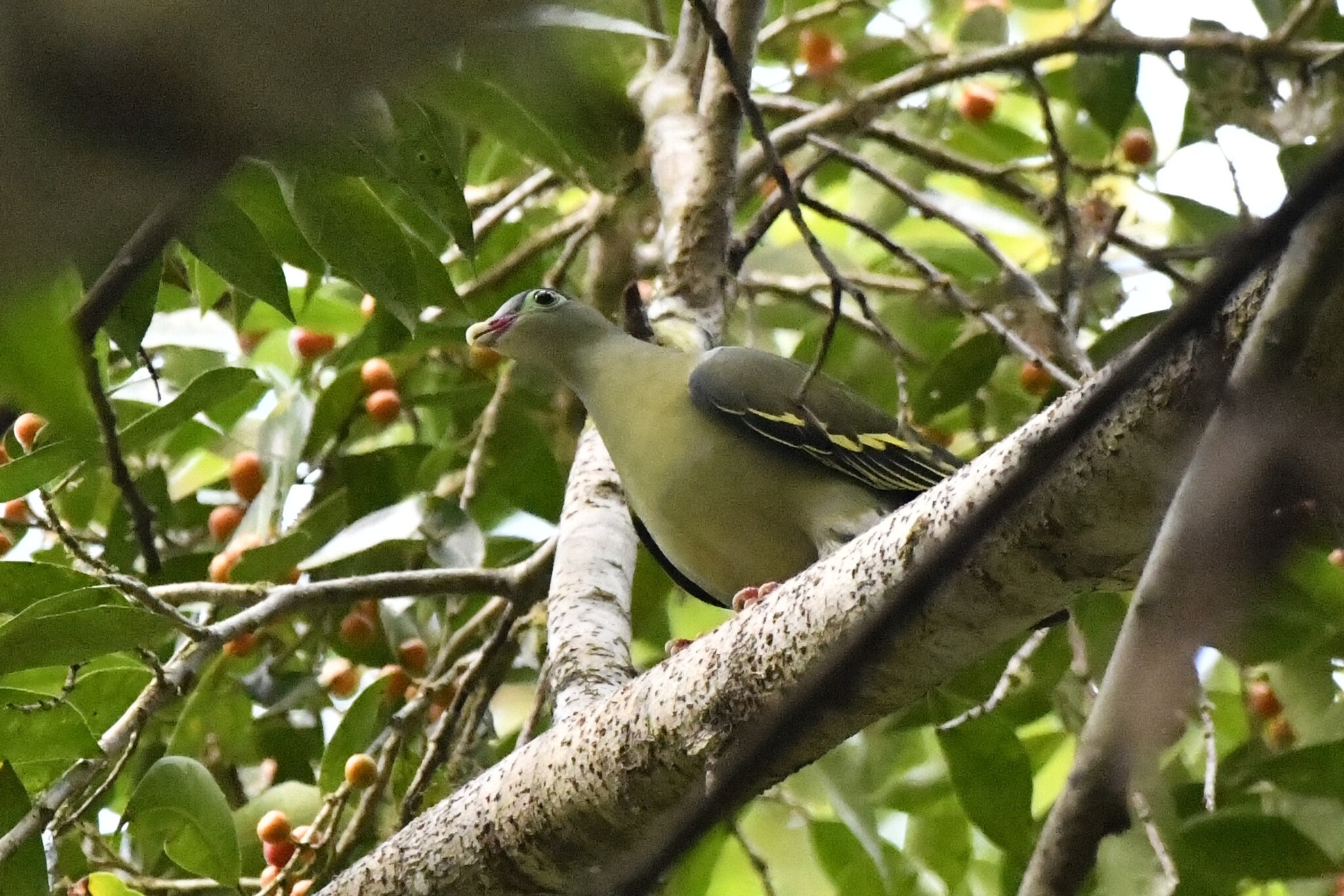 Thick-billed Green Pigeon (Treron curvirostra), photo 8