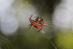 Gasteracantha sanguinolenta