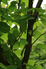 Schisandra chinensis