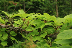 Schisandra chinensis