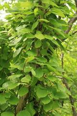 Schisandra chinensis