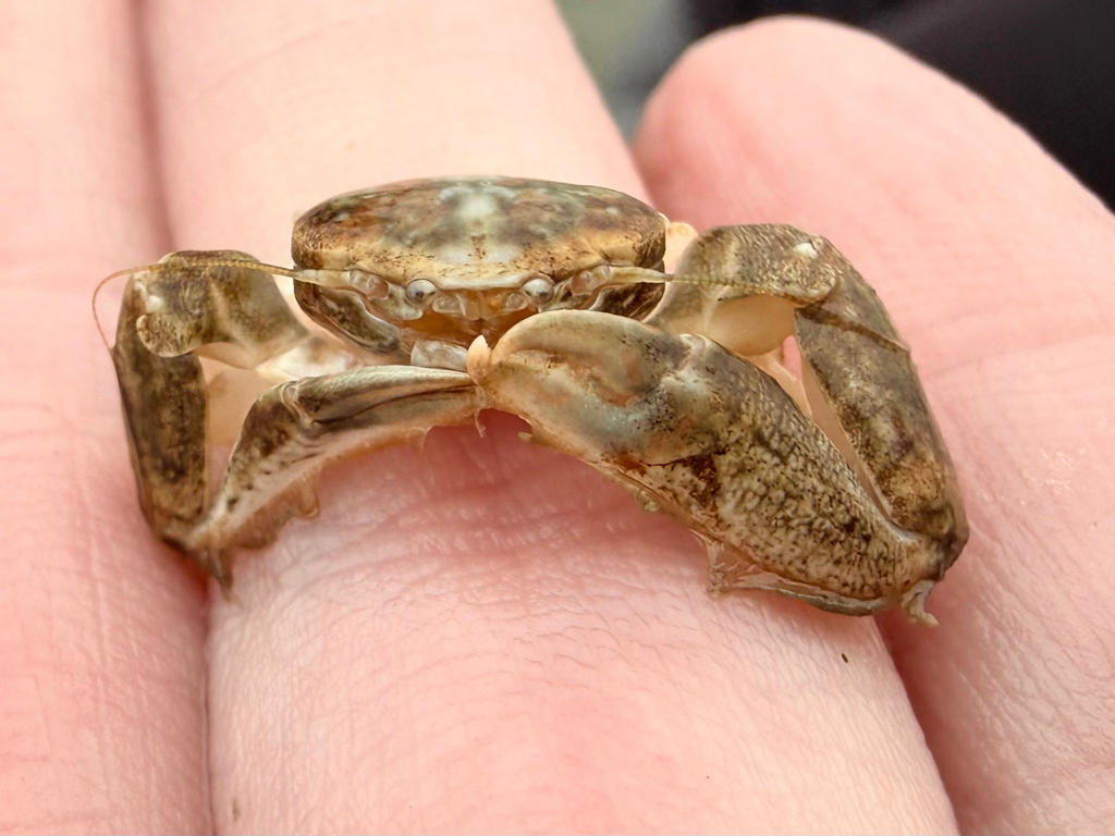 eastern tube crab