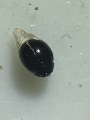 Hyperaspis pleuralis
