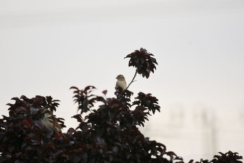 House Sparrow