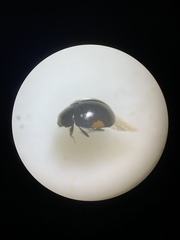 Hyperaspis pleuralis