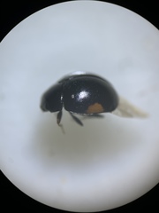 Hyperaspis pleuralis