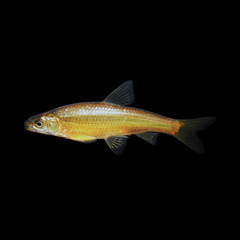 Eastern Silvery Minnow photo 1