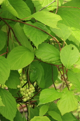 Schisandra chinensis