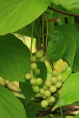 Schisandra chinensis