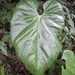 Anthurium colonense Croat