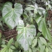 Anthurium colonense Croat 3