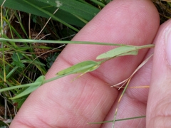 Thysanocarpus curvipes