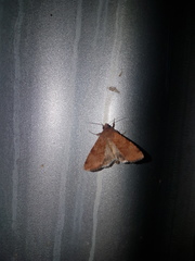 Heliothis punctifera