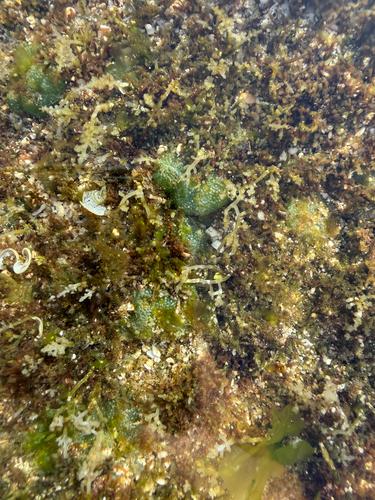 Dictyosphaeria cavernosa observed 2026-03-26