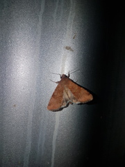 Heliothis punctifera