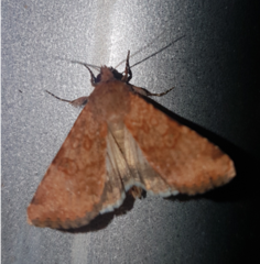 Heliothis punctifera
