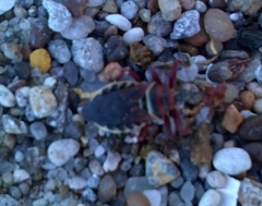 Apiomerus floridensis