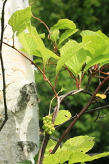 Schisandra chinensis