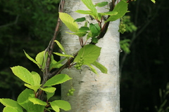 Schisandra chinensis