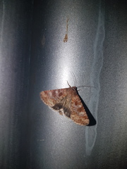 Heliothis punctifera