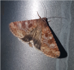 Heliothis punctifera