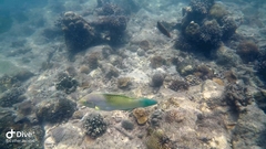 Halichoeres chloropterus