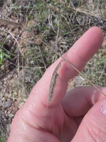 tall grama (Bouteloua pectinata)