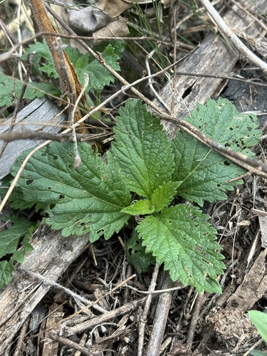 White Vervain (Verbena urticifolia)