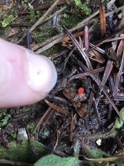 Pseudopithyella minuscula