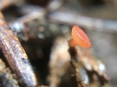 Pseudopithyella minuscula