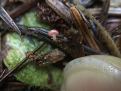 Pseudopithyella minuscula