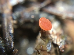 Pseudopithyella minuscula