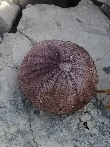 Photo of Violet sea urchin (Sphaerechinus granularis)
