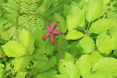 Paeonia obovata