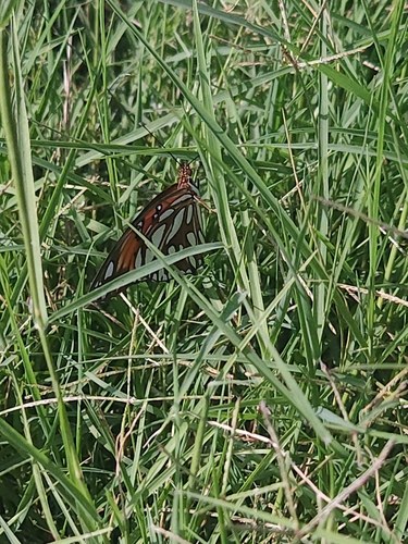 Gulf Fritillary