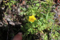 Oxalis albicans