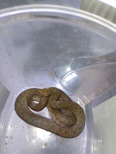 Haitian Dwarf Boa