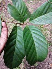 Doliocarpus