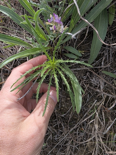 False dogfennel (Dysodiopsis tagetoides)