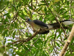 Coua cristata