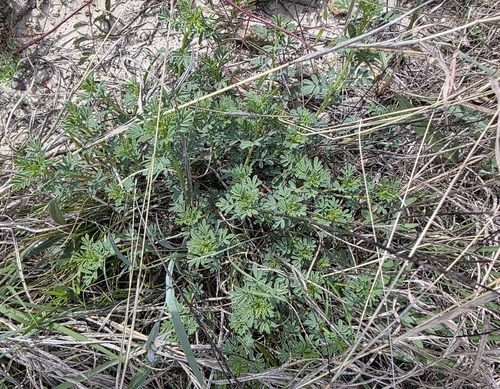 Roundhead Prairie Clover (Dalea multiflora)