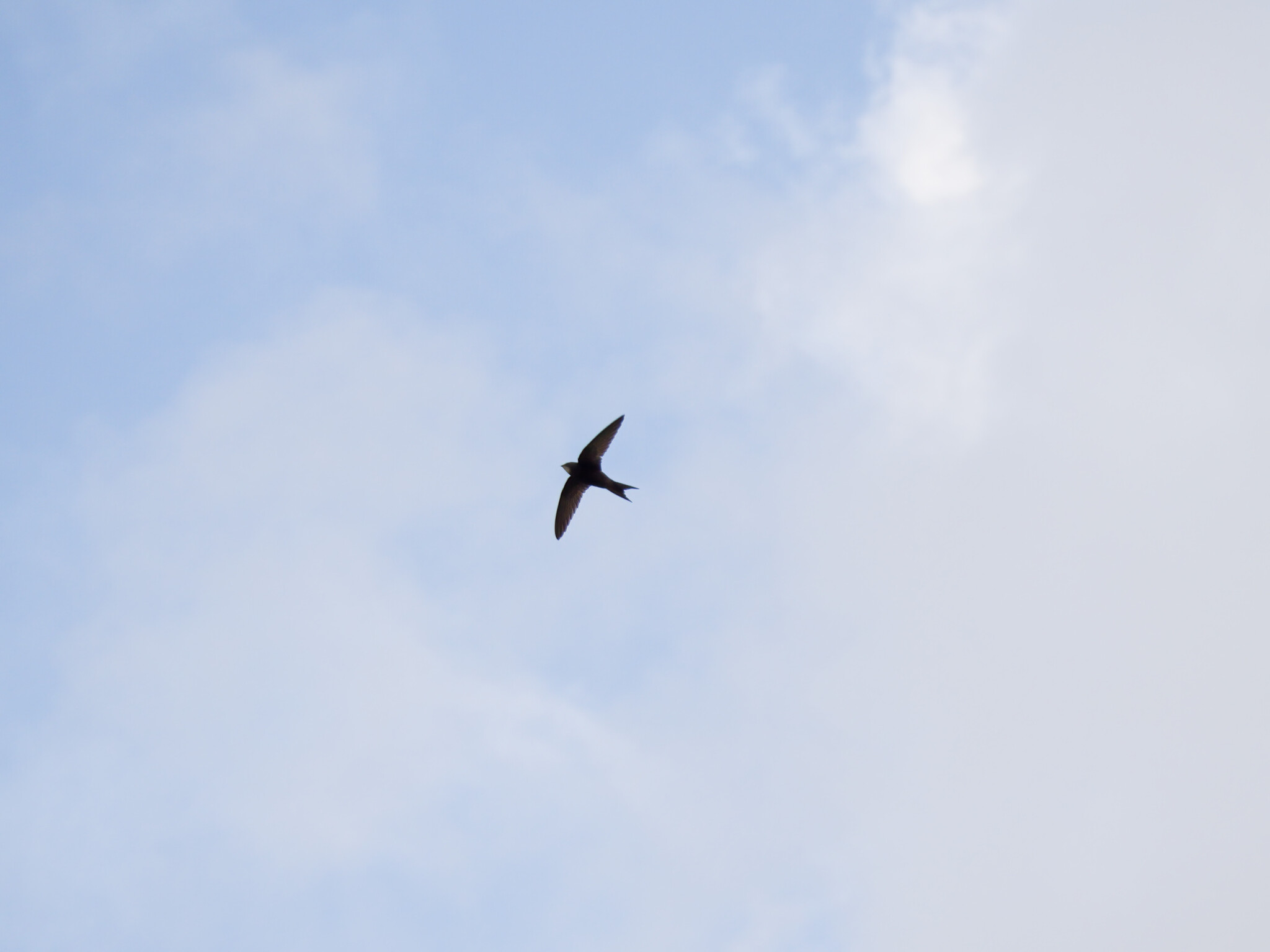 Apus apus (Linnaeus, 1758)