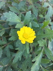 Ranunculus macranthus