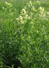 Thalictrum flavum